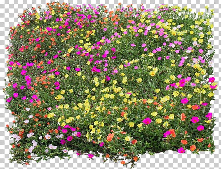 Flower Texture Mapping PNG, Clipart, Animation, Annual Plant, Architectural Rendering, Bed, Chrysanths Free PNG Download