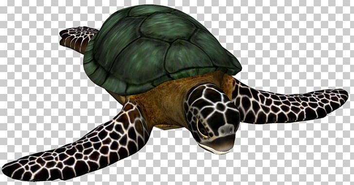 Loggerhead Sea Turtle Cheloniidae Hawksbill Sea Turtle Tortoise PNG, Clipart, Animal, Animal Figure, Animals, Box Turtle, Box Turtles Free PNG Download