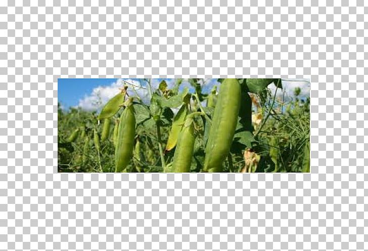 Luffa Cucumber PNG, Clipart, Astronaute, Cucumber, Luffa, Plant, Vegetable Free PNG Download