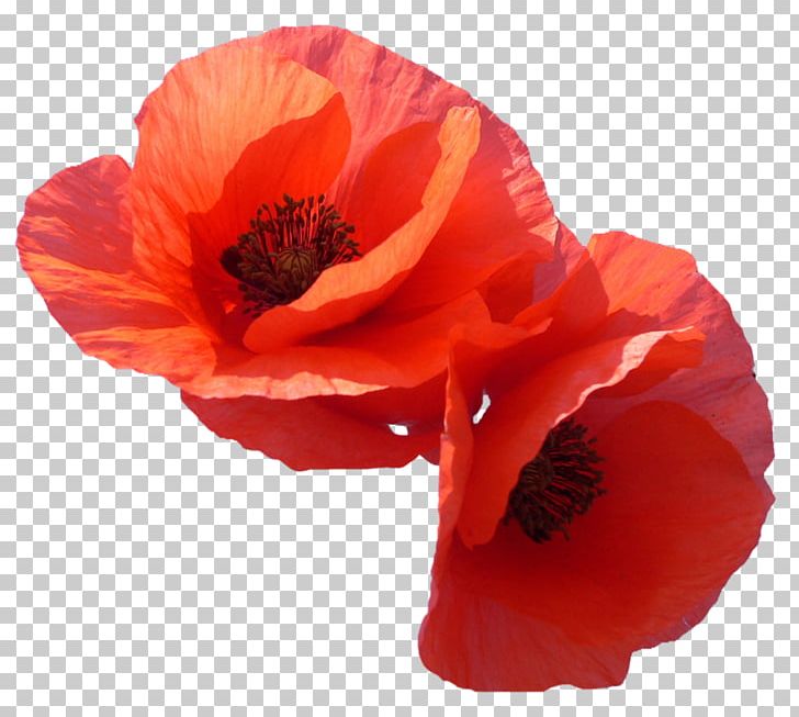 Parikmakherskaya Miya Poppy PNG, Clipart, Anemone, Common Poppy, Coquelicot, Digital Image, Flower Free PNG Download