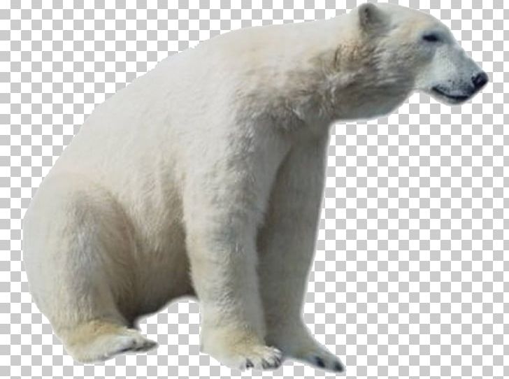 Polar Bear PNG, Clipart, Animals, Bear, Brown Bear, Carnivoran, Computer Icons Free PNG Download