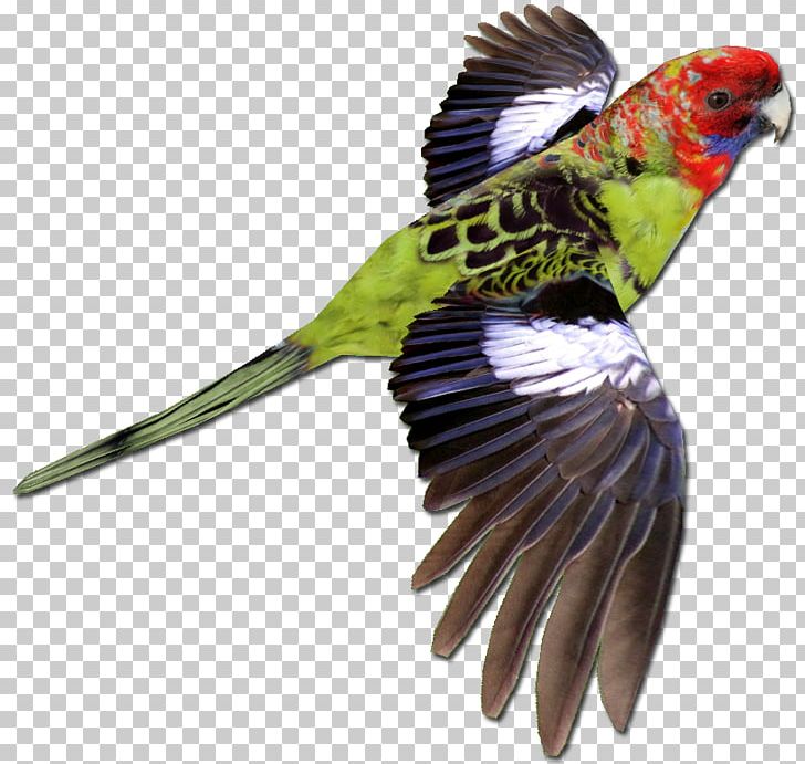 Bird Parrot Crimson Rosella Budgerigar Zoo Tycoon 2 PNG, Clipart, Animal, Animals, Beak, Bird, Budgerigar Free PNG Download