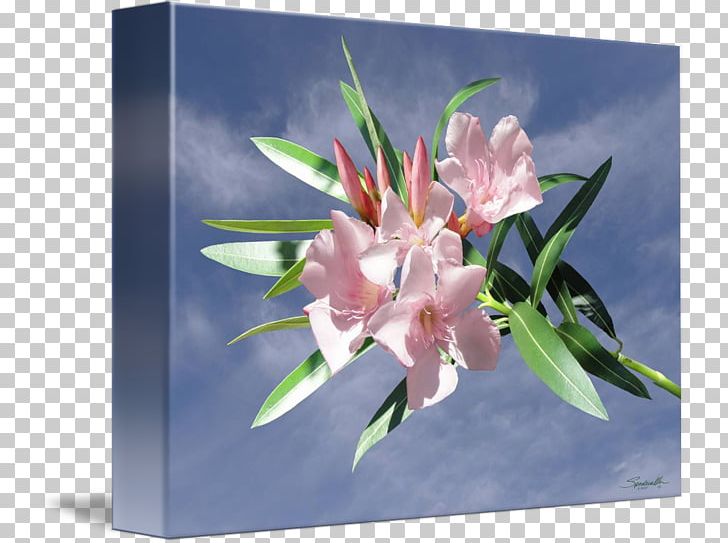 Floral Design Canna Cut Flowers Petal PNG, Clipart, Canna, Canna Family, Canna Lily, Cut Flowers, Flora Free PNG Download