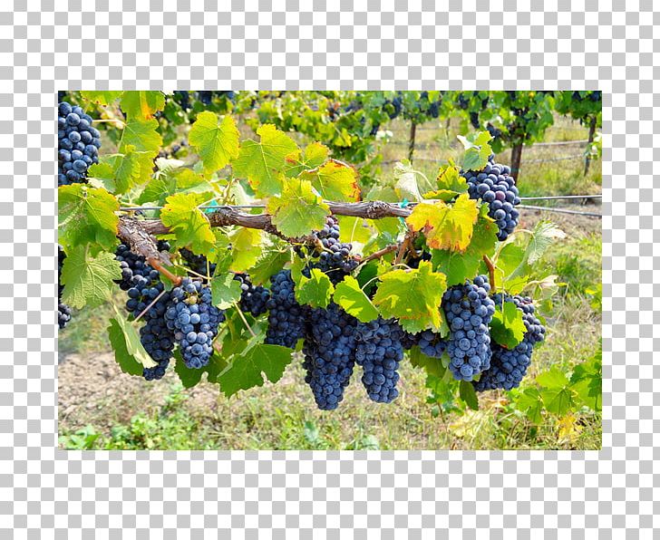 Grape Cox Vineyard Seedless Fruit Ukiah PNG, Clipart, Agriculture, Bilberry, Common Grape Vine, Flowering Plant, Food Free PNG Download