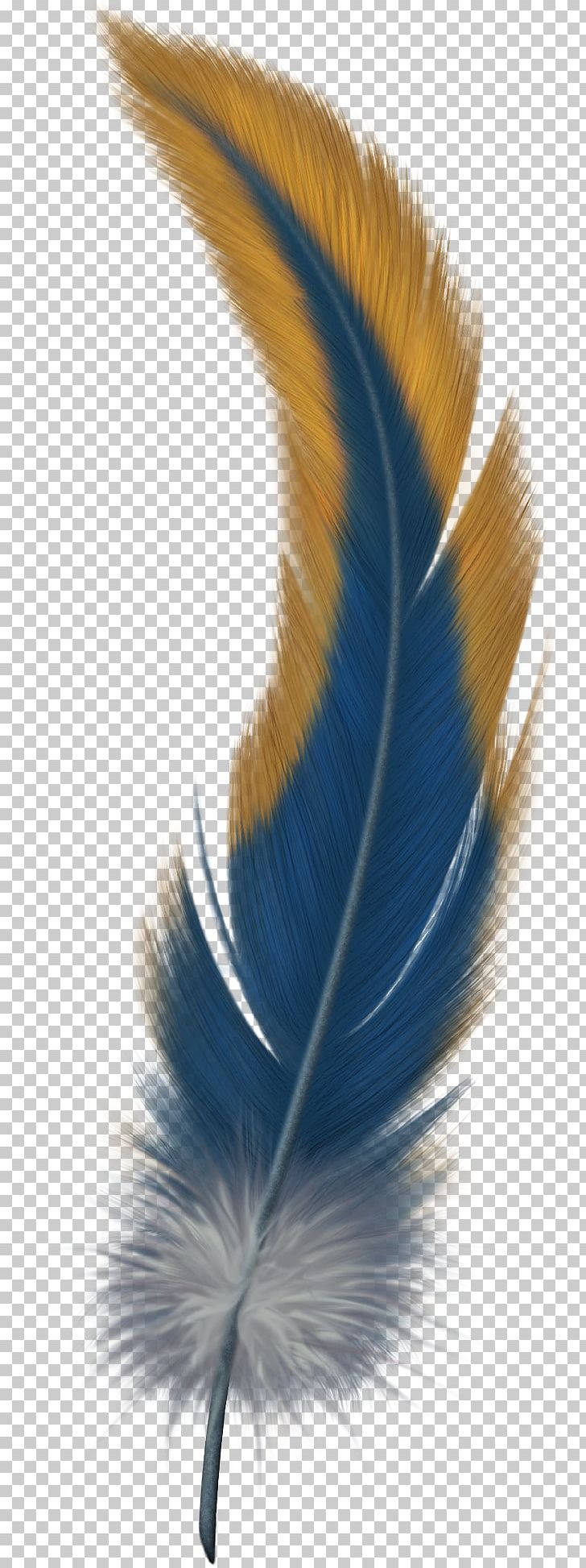 Bird Feathers: A Guide To North American Species Bird Feathers: A Guide To North American Species Bird-of-paradise Flight Feather PNG, Clipart, American, Animals, Bird, Bird Of Paradise, Color Free PNG Download