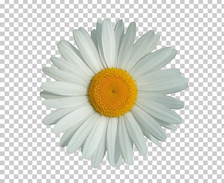 Chamomile PNG, Clipart, Aster, Chamomile, Chrysanths, Clip Art, Common Daisy Free PNG Download