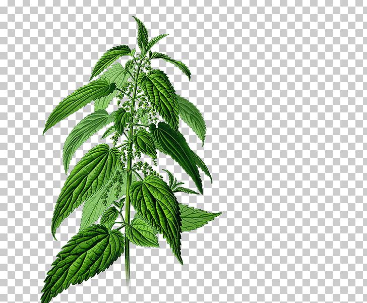 Common Nettle Fructus Dioecy Botany Herb PNG, Clipart, Botanical Name, Botany, Broadleaf Plantain, Common Nettle, Dioecy Free PNG Download