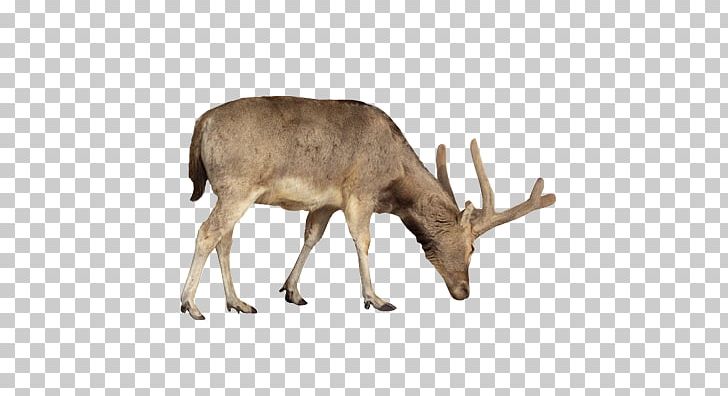 Reindeer Takin Stock Photography PNG, Clipart, Animal, Antler, Caprinae, Cartoon, Cattle Like Mammal Free PNG Download