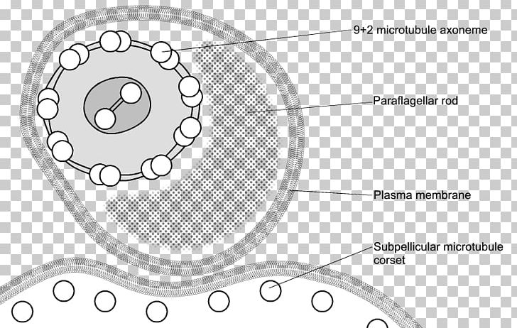 Trypanosoma Brucei Flagellum Kinetoplastida Cell PNG, Clipart, Area, Auto Part, Black And White, Cell, Circle Free PNG Download