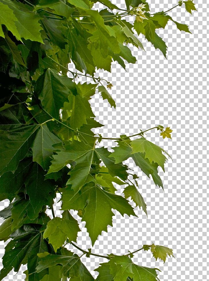 Leaf PNG, Clipart, Branch, Computer Icons, Deciduous, Document, Grape Leaves Free PNG Download