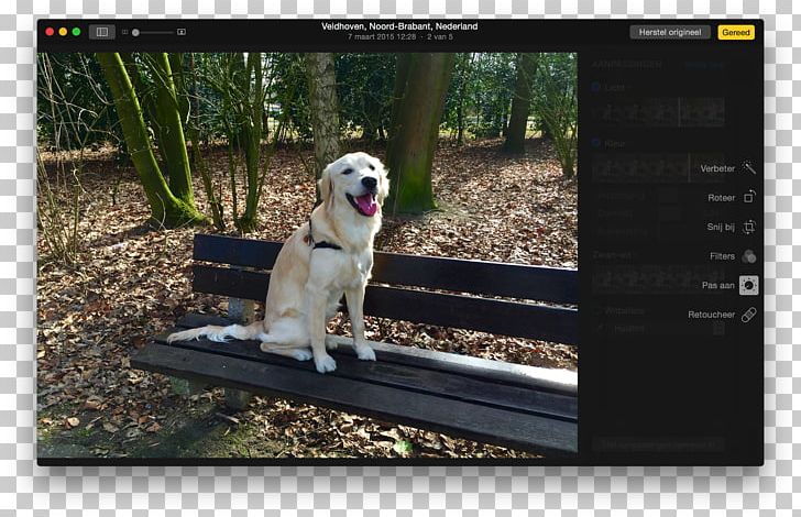 Photograph Apple MacOS Photomontage IPhone PNG, Clipart, Apple, Computer Software, Dog, Dog Breed, Dog Like Mammal Free PNG Download