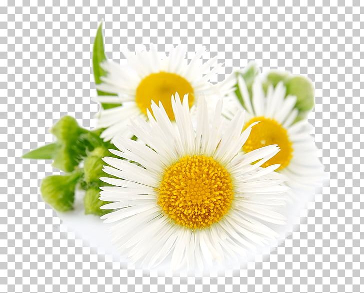 Roman Chamomile German Chamomile Essential Oil PNG, Clipart, Annual Plant, Anthemis, Bewit Franchise Sro, Chamaemelum Nobile, Chamomile Free PNG Download