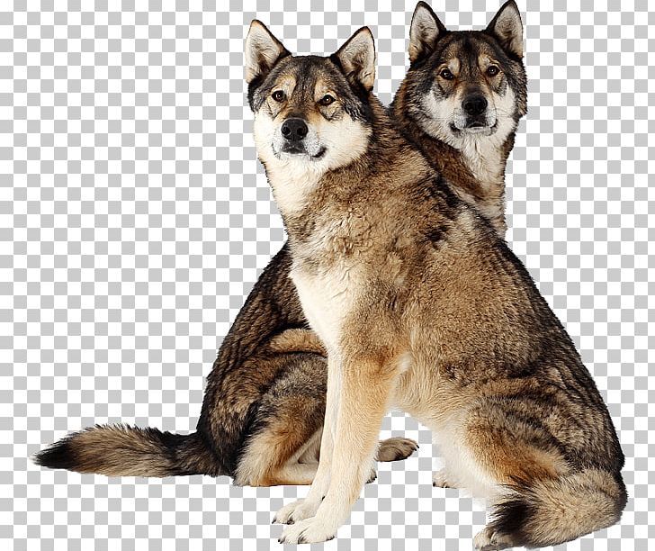 Saarloos Wolfdog Tamaskan Dog Siberian Husky East Siberian Laika Northern Inuit Dog PNG, Clipart, Canadian Eskimo Dog, Carnivoran, Dog Breed, Dog Breed Group, Dog Like Mammal Free PNG Download