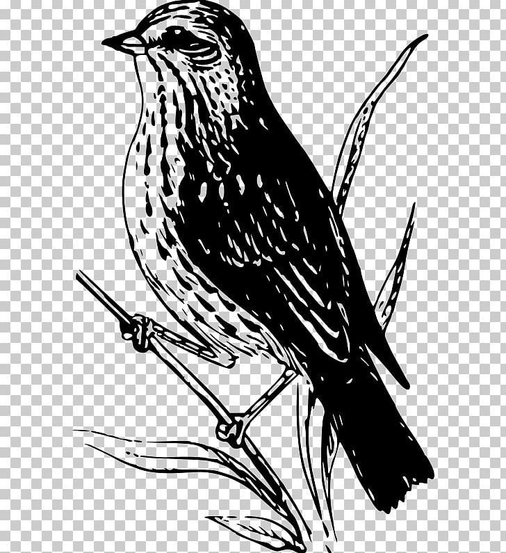 Sparrow Bird PNG, Clipart, Animals, Art, Beak, Bird, Black And White Free PNG Download
