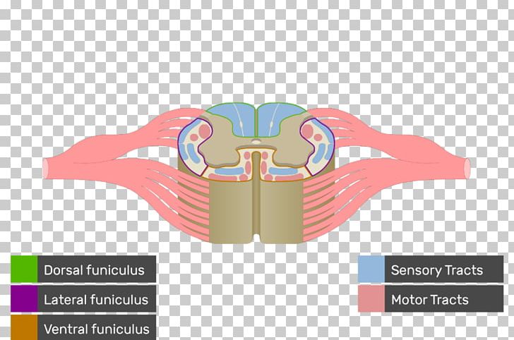 Spinal Cord White Matter Nerve Tract Anatomy Medulla Oblongata PNG, Clipart, Anatomy, Brainstem, Brand, Diagram, Funiculus Free PNG Download