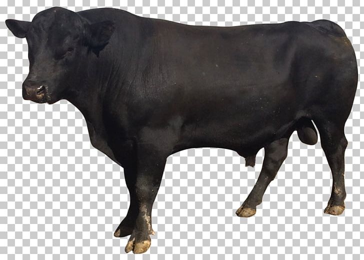 Bull Nagpuri PNG, Clipart, Animals, Buffalo, Bull, Cattle Like Mammal, Clip Art Free PNG Download