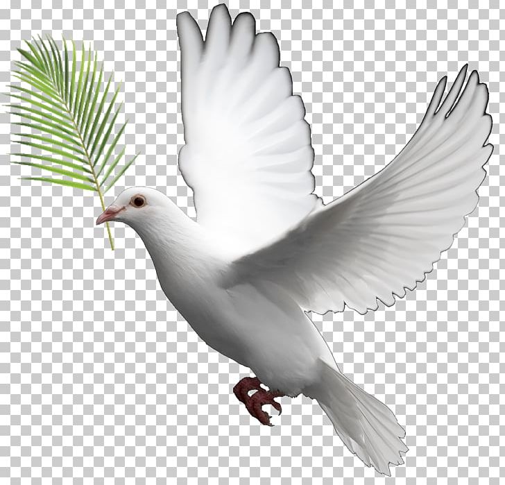 Domestic Pigeon Columbidae Doves As Symbols PNG, Clipart, Beak, Bird, Clip Art, Clipping Path, Columbidae Free PNG Download