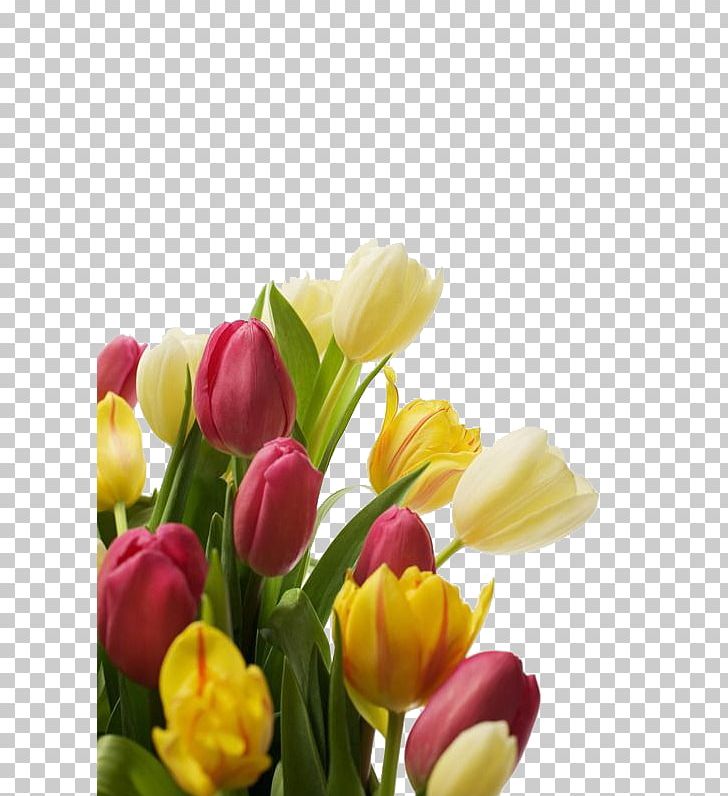 Tulip Flower Bouquet Islam PNG, Clipart, Allah, Bouquet, Bouquet Vector, Cut Flowers, Elegance Free PNG Download