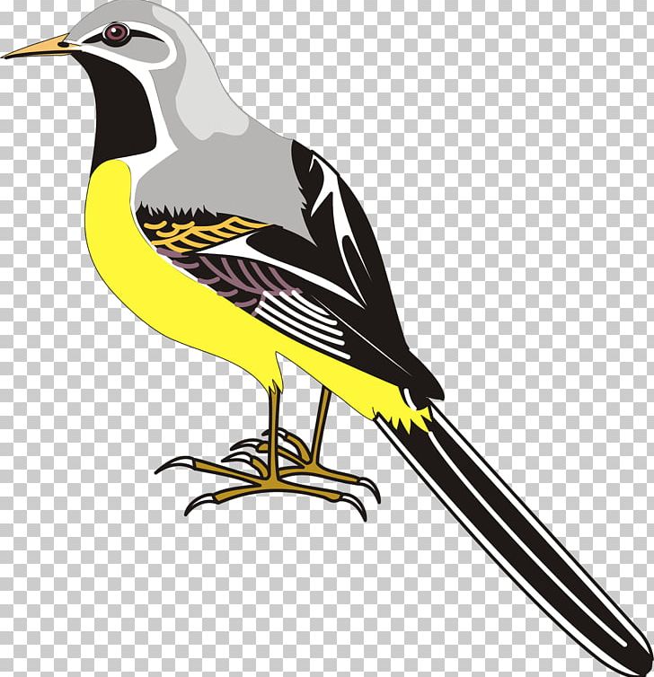 Bird Flight Drawing PNG, Clipart, Animals, Beak, Bird, Bird Flight, Download Free PNG Download