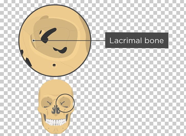 Orbit Skull Human Skeleton Anatomy Sphenoid Bone PNG, Clipart, Anatomy, Axial Skeleton, Bone, Brand, Ear Free PNG Download