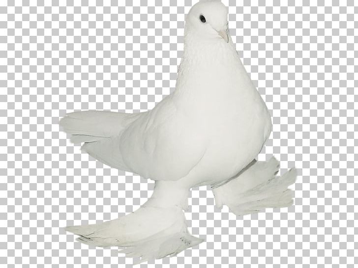 Wedding Render Bird PNG, Clipart, Beak, Bird, Blanc, Boda, Columbidae Free PNG Download