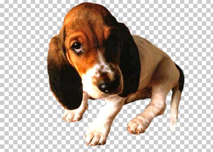 Basset Artésien Normand Basset Hound Finnish Hound Beagle Hamilton Hound PNG, Clipart, Animals, Basset Artesien Normand, Basset Hound, Beagle, Breed Free PNG Download