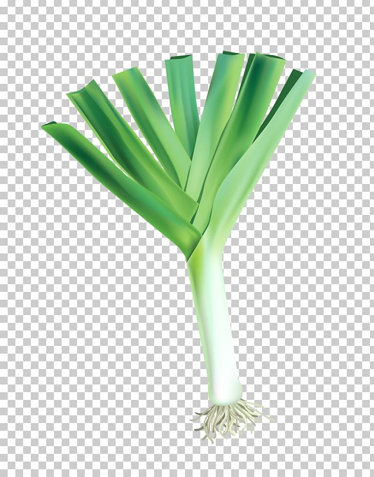 Vegetable Onion Illustration PNG, Clipart, Autumn Leaves, Bamboo Shoot, Banana Leaves, Fall Leaves, Grass Free PNG Download