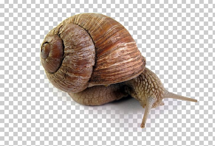 Escargot Land Snail PNG, Clipart, Animals, Caracol, Conchology, Crawling, Creative Ads Free PNG Download