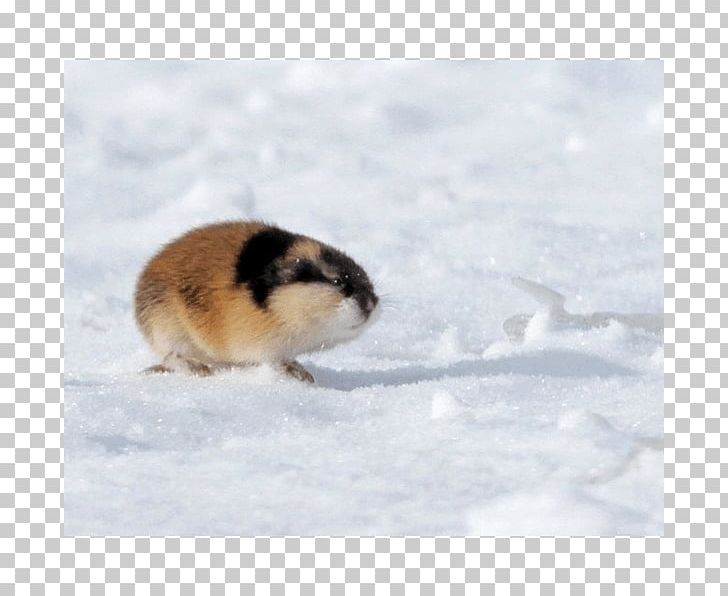 Hamster Lemming Far East Geography Tundra PNG, Clipart, Complex, Far East, Fur, Geography, Hamster Free PNG Download