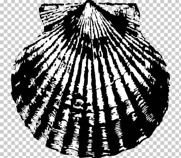 Seashell Pectinidae PNG, Clipart, Animals, Art, Bivalvia, Black And White, Cdr Free PNG Download