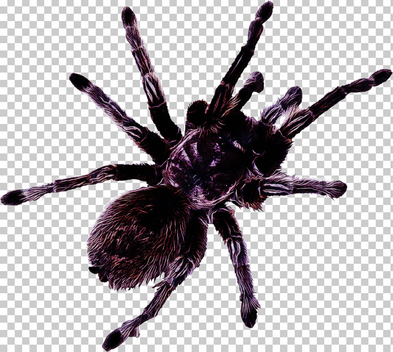 Tarantula Spider Arachnid Violet Pest PNG, Clipart, Arachnid, Insect, Pest, Spider, Tarantula Free PNG Download