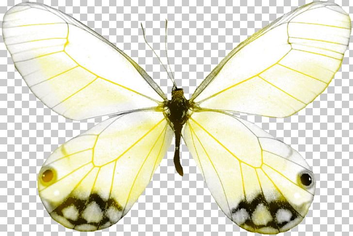 Brush-footed Butterflies Pieridae Butterfly Moth Coloring Book PNG, Clipart, Anne Frank, Art, Arthropod, Brush Footed Butterfly, Butterfly Free PNG Download
