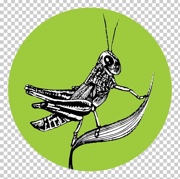 Grasshopper Insect Butterfly Pollinator PNG, Clipart, Arthropod, Butterflies And Moths, Butterfly, Cartoon, Cricket Free PNG Download