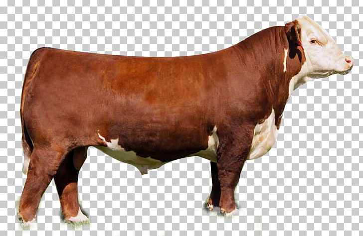 Hereford Cattle Angus Cattle Shorthorn Limousin Cattle Simmental Cattle PNG, Clipart, Agriculture, Angus Cattle, Angus Maclane, Animals, Belgian Blue Free PNG Download
