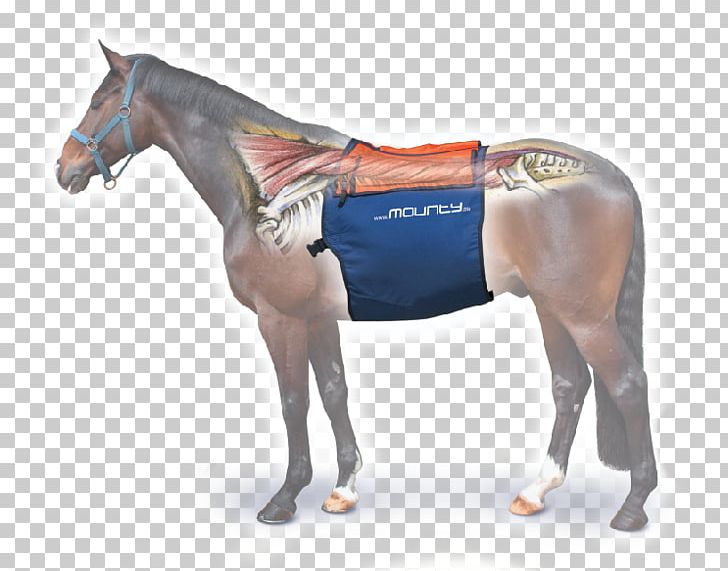 Horse Equine Massage Equestrian Tapotement PNG, Clipart, Animals, Back, Bridle, Dressage, Equestrian Free PNG Download