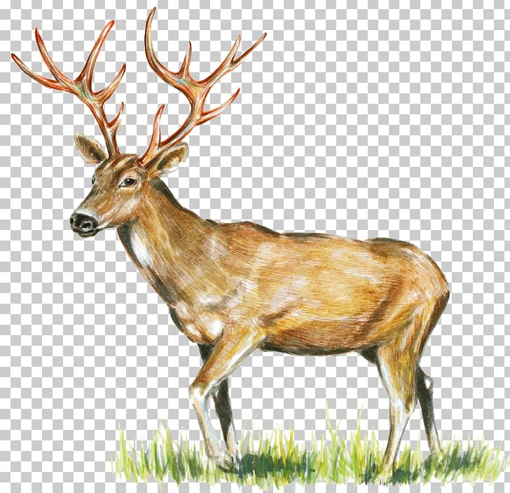 Reindeer White-tailed Deer Elk Antler PNG, Clipart, Animal, Antler, Cartoon, Crossstitch, Deer Free PNG Download