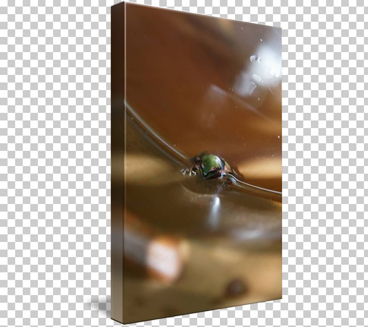 Water Macro Photography PNG, Clipart, Glass, Macro, Macro Photography, Pacific Tree Frog, Photography Free PNG Download