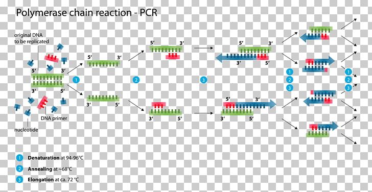 Digital Polymerase Chain Reaction DNA Polymerase PNG, Clipart, Angle, Area, Biology, Brand, Chain Reaction Free PNG Download