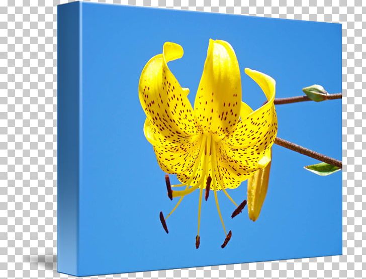 Flower Petal Plant Organism PNG, Clipart, Flora, Flower, Nature, Organism, Petal Free PNG Download