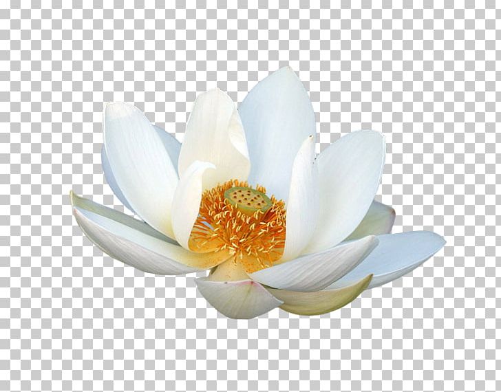 Nelumbo Nucifera Petal Lotus PNG, Clipart, Aquatic Plant, Decoration, Flower, Flowering Plant, Golden Lotus Free PNG Download