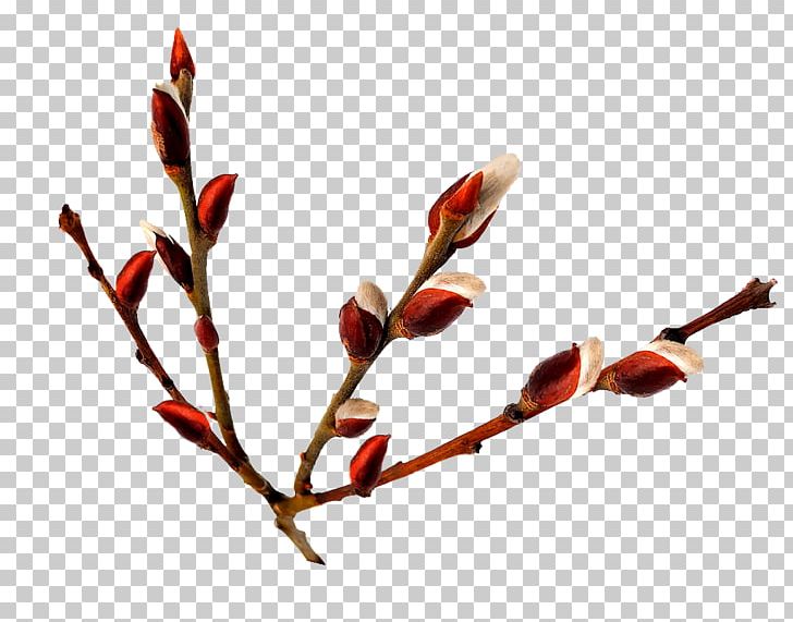 Weeping Willow Photography PNG, Clipart, Branch, Bud, Catkin, Dal Fry, Digital Image Free PNG Download