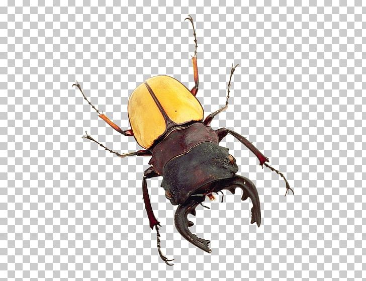 Beetle Bed Bug PNG, Clipart, Animals, Arthropod, Bed Bug, Beetle, Dung Beetle Free PNG Download