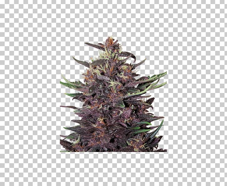 Kush Skunk Cannabis Cup Autoflowering Cannabis Cannabis Sativa PNG, Clipart, Animals, Autoflowering Cannabis, Buddha, Cannabis, Cannabis Cup Free PNG Download