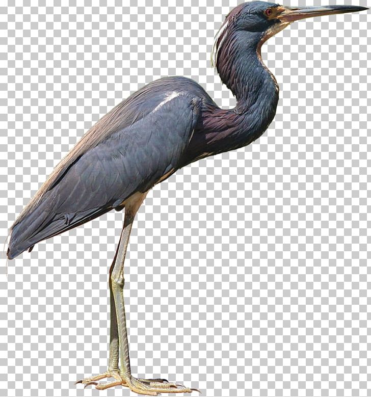 Little Blue Heron PNG, Clipart, Beak, Bird, Ciconiiformes, Computer Icons, Crane Like Bird Free PNG Download