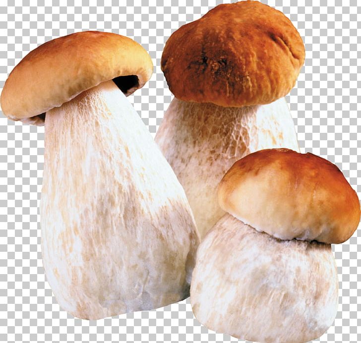 Riyadh Fungus Medina Mecca Jizan PNG, Clipart, Bread, Bun, Child, Edible Mushroom, Education Free PNG Download