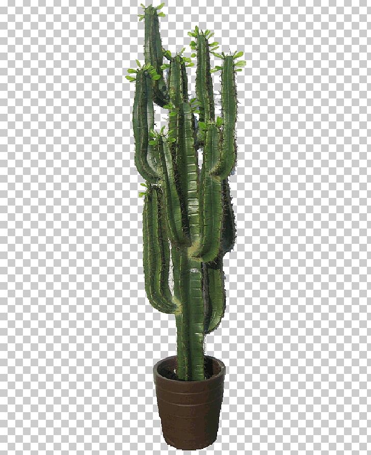 San Pedro Cactus Cactaceae Triangle Cactus Plant The Cactus Garden PNG, Clipart, Acanthocereus, Acanthocereus Tetragonus, Alibabacom, Alibaba Group, Cactaceae Free PNG Download