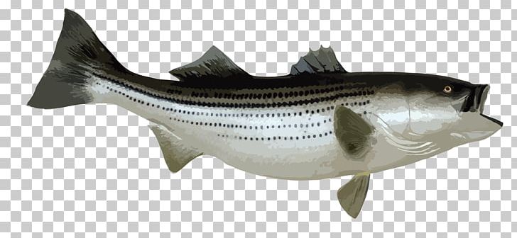 Striped Bass Fishing Bony Fishes PNG, Clipart, Animal Figure, Barramundi, Bass, Bass Fishing, Blues Free PNG Download