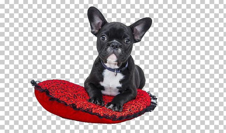 French Bulldog American Bulldog Puppy Cat PNG, Clipart, Animal, Birthday, Black, Black And White, Breed Free PNG Download