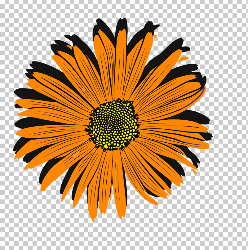 Chrysanthemum Transvaal Daisy Coneflower Cut Flowers Pot Marigold PNG, Clipart, Chrysanthemum, Coneflower, Cut Flowers, Flower, Marigolds Free PNG Download
