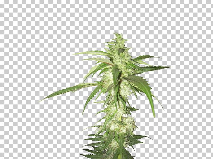 Cannabis Sativa Portable Network Graphics Medical Cannabis Hemp PNG, Clipart, Cannabidiol, Cannabinoid, Cannabis, Cannabis Sativa, Fir Free PNG Download